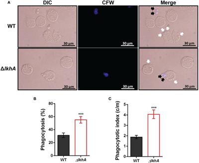 Corrigendum: The LAMMER Kinase, LkhA, Affects Aspergillus fumigatus Pathogenicity by Modulating Reproduction and Biosynthesis of Cell Wall PAMPs